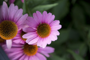 Flower - Echinaceae - Sombrero - Hot Coral
