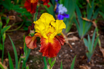 Bearded Iris Flower