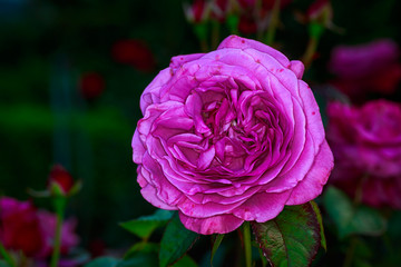 Beautiful Rose in Full Blossom