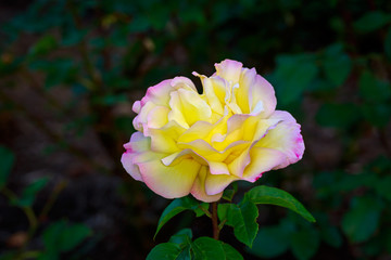 Beautiful Rose in Full Blossom