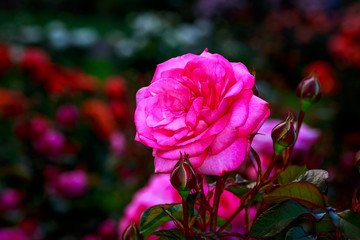 Beautiful Rose in Full Blossom