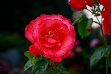 Beautiful Rose in Full Blossom