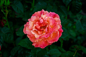 Beautiful Rose in Full Blossom