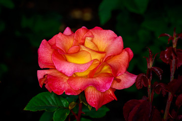 Beautiful Rose in Full Blossom