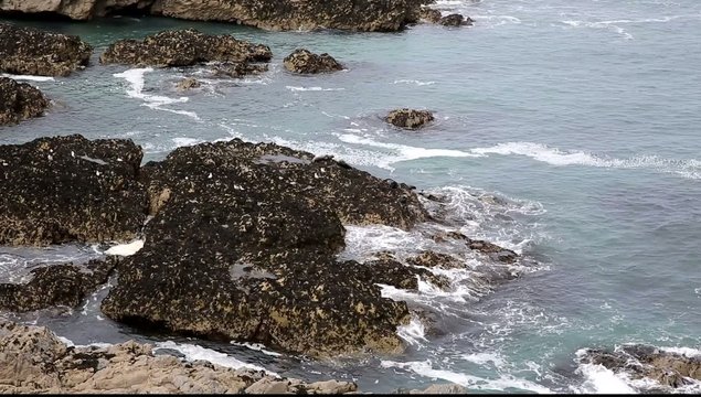 Seals on rocks coast of Cornwall near Holywell Bay 