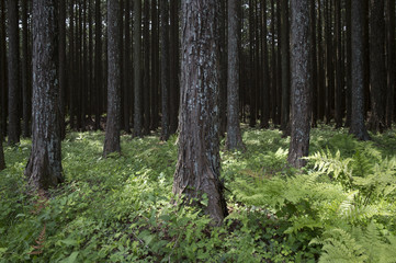 Fototapeta premium Straight elongation trees