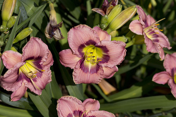 Flower - Daylily - Hemerocallis - 'Always Afternoon