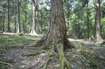 Big tree that rooted