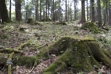 Stump is grows moss