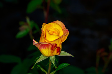 Golden Rose