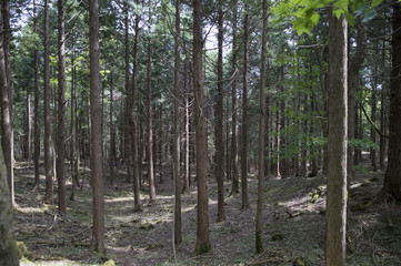 Naklejka premium Artificial forest