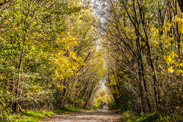 Autumnal forest with yellow leaves