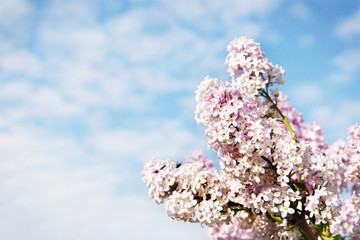 Beautiful lush flowers of lilac bush against sky