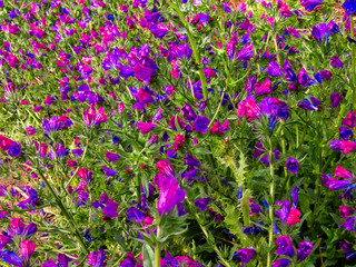 Obraz premium Blume Blüte, Frühling, Sommer, Muttertag