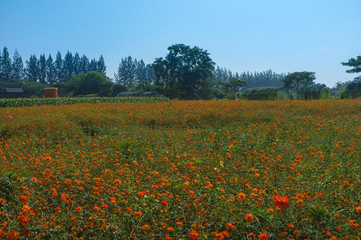 Flowers Field