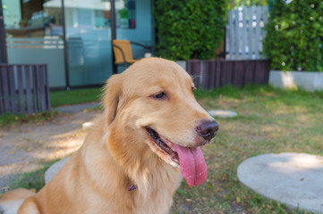 Golden Retriever in the Garden