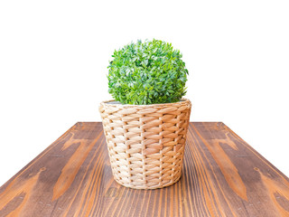 Wood Table top green bush in wicker basket isolate on white back