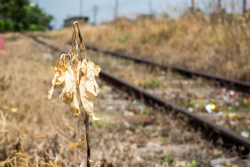 Dried yellow plant and leaf at railway