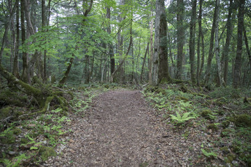 Road in the mountains