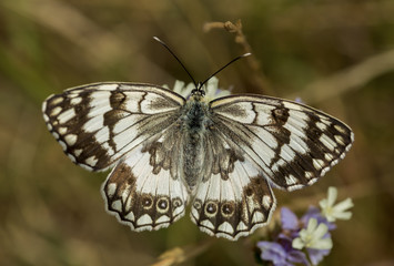 Obraz premium Kelebek