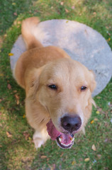 Cute Golden Retriever