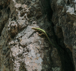 Green lizard climbing on stone rock