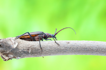 flying beetle