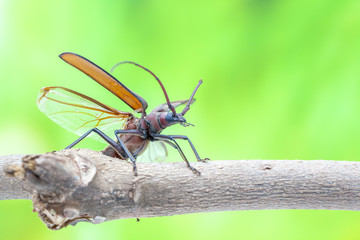 flying beetle