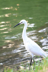 Obraz premium white egret at the lake