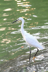 white egret at the lake