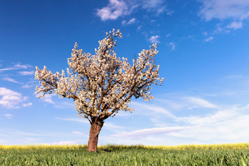Fototapeta na wymiar Field, cherry tree and blue sky