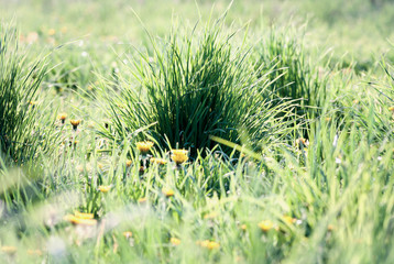 Fototapeta premium Green grass sunny meadow