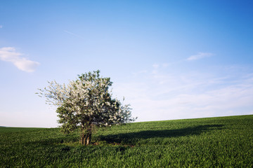 Fototapeta na wymiar Field and cherry tree over blue sky