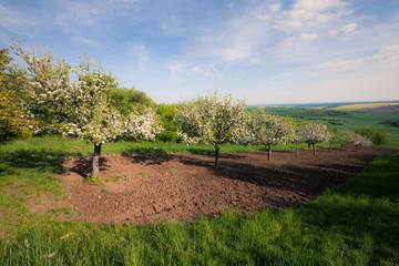 Fototapeta na wymiar Fruit trees in a spring sunny orchard