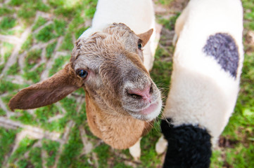 goat baby newborn animals.