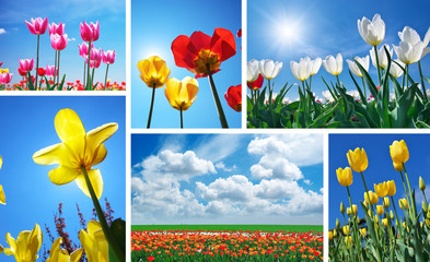 Set from spring tulips