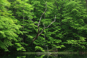 八甲田　蔦沼　新緑の月沼