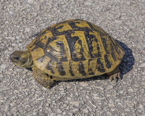 tortoise, greek in Ioannina  area, Europe