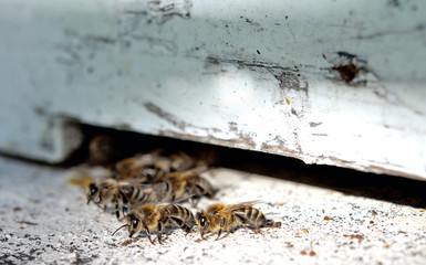 bees on hive