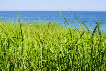 beautiful seascape with green grass and trees