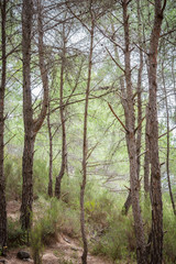 Obraz premium Summer pine forest