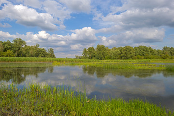 Shore of a sunny lake in spring