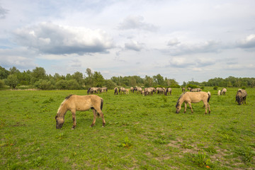 Herd of wild horses grazing in nature in spring