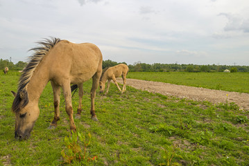 Naklejka na ściany i meble Herd of wild horses grazing in nature in spring
