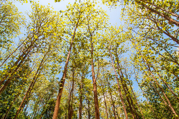 Under view spring teak tree with blue sky.