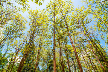 Under view spring teak tree with blue sky.