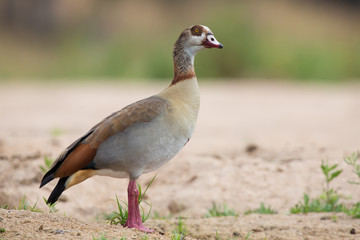 Egyptian goose walking along the sandy bank of a river