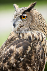 Close up of an owl