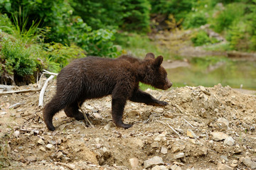 Fototapeta premium Brown bear cub