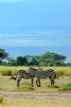 Fototapeta Zebra